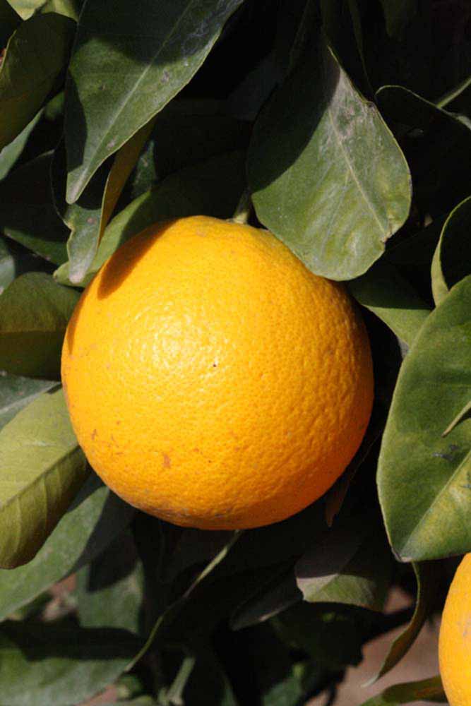            Fruit of  Citrus sinensis       (Bahianinha   Araras, Riverside, CA)   